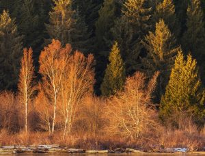 Réussir son immigration au Canada : quelles sont les clés du succès ? Suivez les conseils de nos professionnels, avocats en immigration.